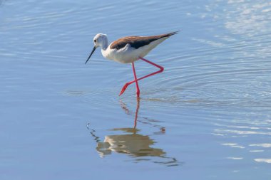 Kara Kanatlı Stilt Sığ Suda (Himantopus himantopus)