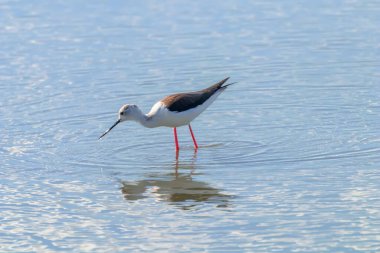 Kara Kanatlı Stilt Sığ Suda (Himantopus himantopus)