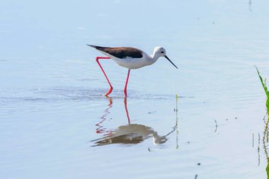 Kara Kanatlı Stilt Sığ Suda (Himantopus himantopus)
