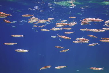 Suyun altındaki balık okulu. Suyun altındaki balıklar.