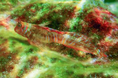 Şirin Blenny Balığının Portresi, Yaklaş (Parablennius zvonimiri)