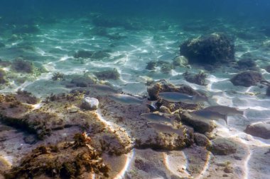 Sualtı Sahnesi Güneş Işığı, Su altı Hayatı.