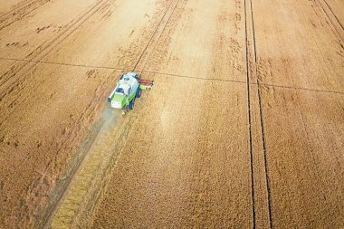 Buğday tarlasında çalışan hasat makinesini birleştirin. Biçici Hava Görünümünü Birleştir. 