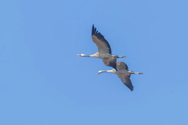 Közös Daruk Repülés Kék Grus Grus Migráció — Stock Fotó