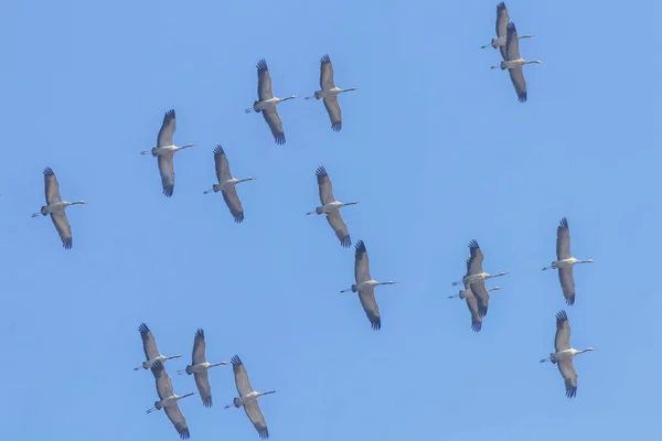 Latające Stado Żuraw Grus Grus Lot Niebieski Niebo Migracji — Zdjęcie stockowe