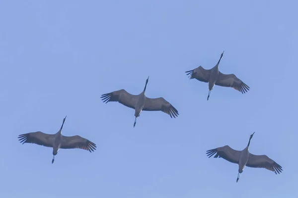 Flying Flock Common Crane Grus Grus Flight Blue Skies Migration — Stock Photo, Image