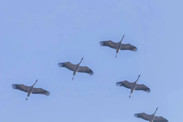 Flying Flock Common Crane Grus Grus Flight Blue Skies Migration — Stock Photo, Image