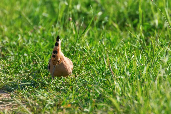 Wiedehopf Upupa Epops Eurasischer Wiedehopf — Stockfoto