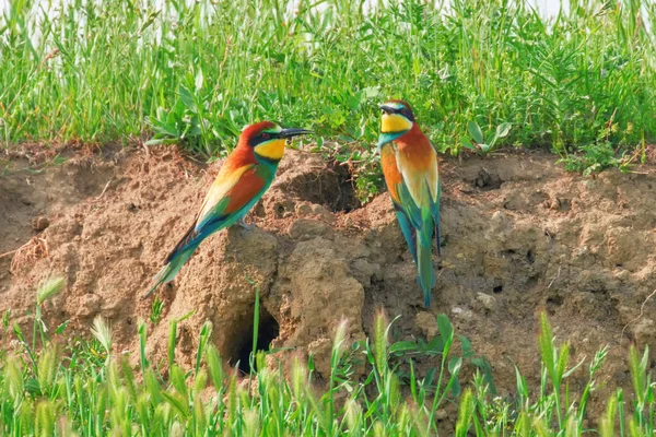 Comedor Europeu Abelhas Merops Apiaster — Fotografia de Stock