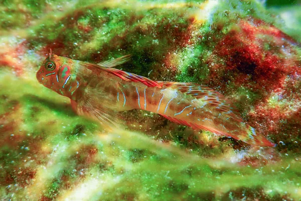 Porträtt Söt Blenny Fisk Närbild Parablennius Zvonimiri — Stockfoto