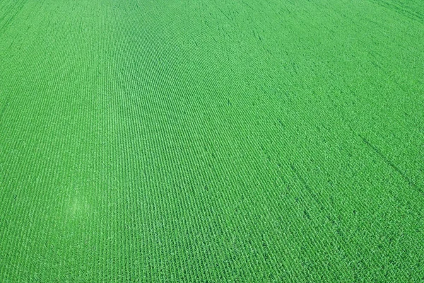 Green Corn Field Aerial Corn Field Aerial — Stock Photo, Image