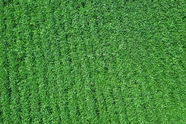 Verde Amadurecendo Campo Soja Linhas Soja Verde Aerial — Fotografia de Stock