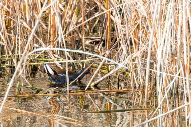 Moorhenyüzme (Gallinula kloropusu) ortak Moorhen