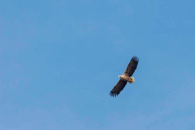Beyaz Kuyruklu Kartal (Haliaeetus albicilla) Uçan Kartal
