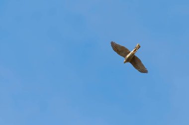 Atmaca Uçuşunda (Accipiter nisus) Avrasyalı Atmaca