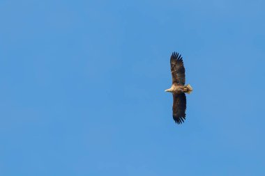 Beyaz Kuyruklu Kartal (Haliaeetus albicilla) Uçan Kartal