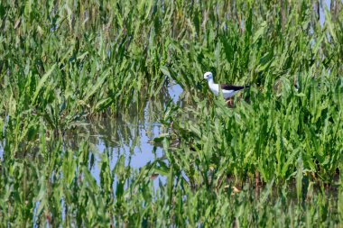 Sudaki Kara Kanatlı Stilt (Himantopus himantopus) Wader Bird Stilt