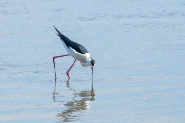 Sudaki Kara Kanatlı Stilt (Himantopus himantopus) Wader Bird Stilt