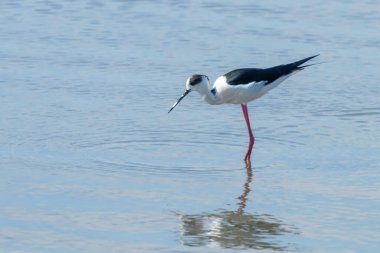 Sudaki Kara Kanatlı Stilt (Himantopus himantopus) Wader Bird Stilt