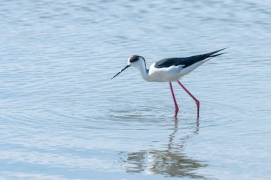 Sudaki Kara Kanatlı Stilt (Himantopus himantopus) Wader Bird Stilt
