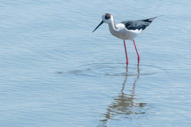 Sudaki Kara Kanatlı Stilt (Himantopus himantopus) Wader Bird Stilt