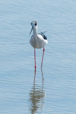Sudaki Kara Kanatlı Stilt (Himantopus himantopus) Wader Bird Stilt