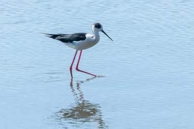 Sudaki Kara Kanatlı Stilt (Himantopus himantopus) Wader Bird Stilt