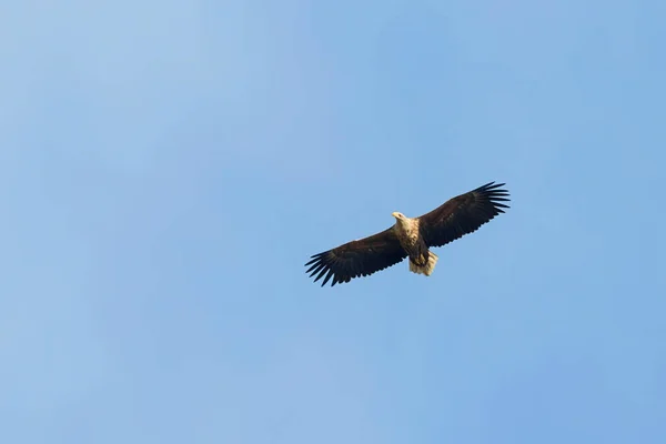 Белохвостый Орёл Haliaeetus Albicilla Eagle Flight — стоковое фото