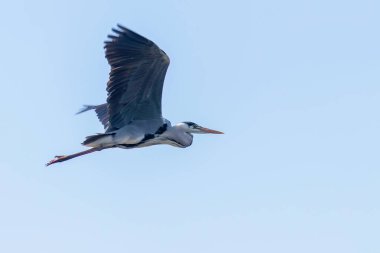 Gri Heron Uçuşu (ardea herodias) Uçan Heron Uçan Mavi Gökyüzü