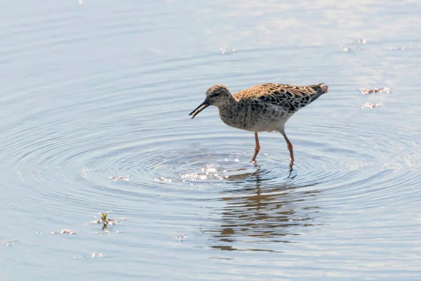 Ruff Wodny Philomachus Pugnax Ruff Wodzie — Zdjęcie stockowe