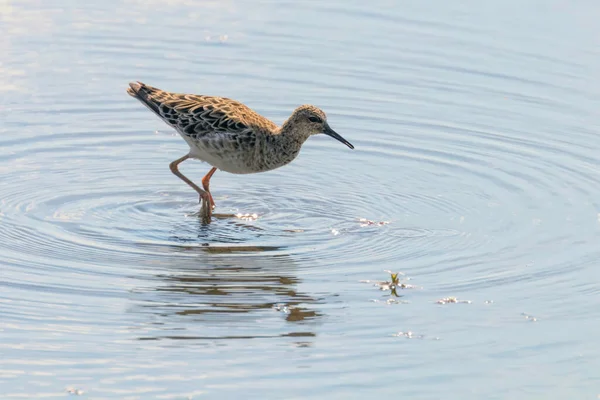 Oiseaux Eau Philomachus Pugnax Ruff Ruff Dans Eau — Photo