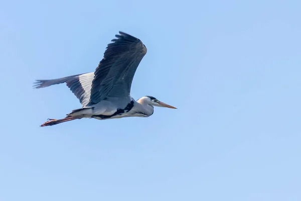 Grey Heron Flight Ardea Herodias Grey Headed Heron Flying Blue — Stock Photo, Image