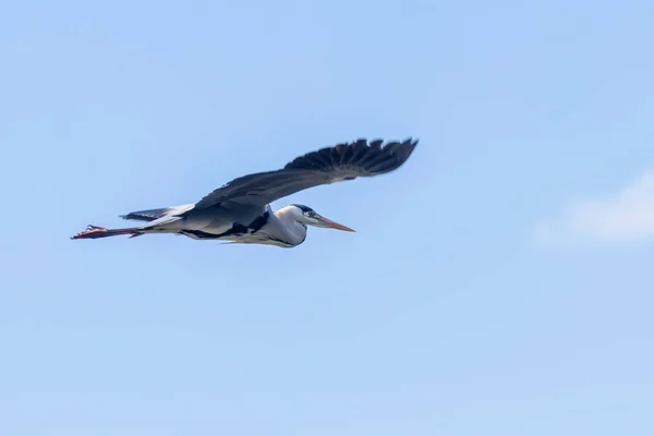 Πτήση Grey Heron Ardea Herodias Γκρι Headed Heron Flying Blue — Φωτογραφία Αρχείου