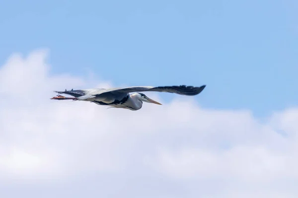Grey Heron Flight Ardea Herodias Grey Headed Heron Flying Blue — стокове фото