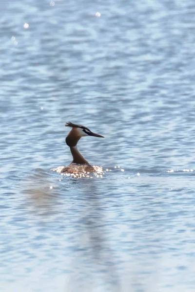 Stor Kråka Vatten Podiceps Cristatus — Stockfoto