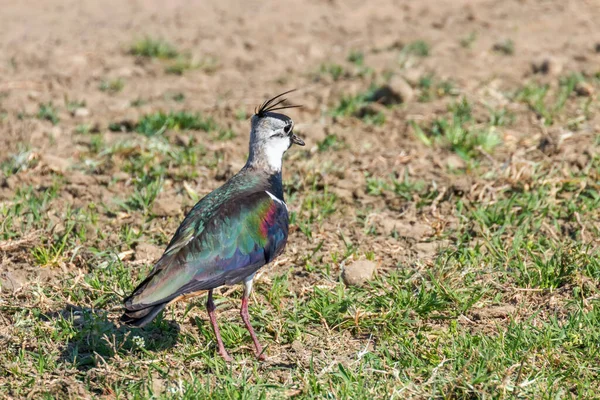 Lapwing Northern Lapwing Grama Vanellus Vanellus Peewit — Fotografia de Stock