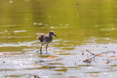 Çulluk, Çulluk Sığ Su 'da (Tringa glareola) Çulluk Kuş Çulluğu