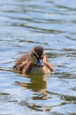 Su yüzeyinde ördek yavrusu, ördek yavrusu yüzüyor.