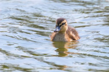 Su yüzeyinde ördek yavrusu, ördek yavrusu yüzüyor.