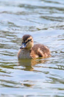 Su yüzeyinde ördek yavrusu, ördek yavrusu yüzüyor.
