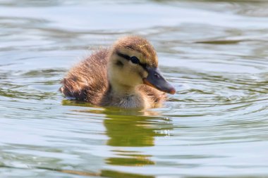 Su yüzeyinde ördek yavrusu, ördek yavrusu yüzüyor.