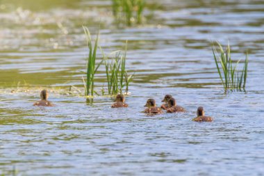 Ördek yavruları yüzüyor, Mallard ördekleri su yüzeyinde.