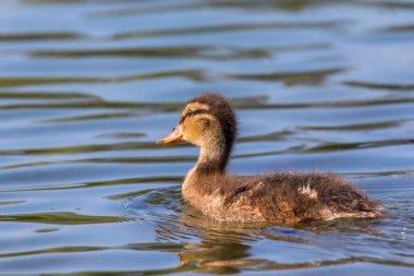 Su yüzeyinde ördek yavrusu, ördek yavrusu yüzüyor.