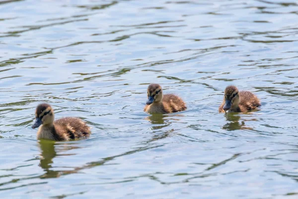 Ducklings Swimming Mallard Duck Babies Water Surface — Stock Photo, Image