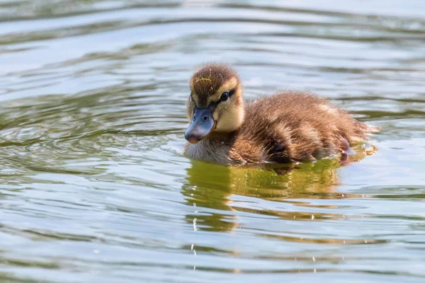 Mallard Duck Bayi Permukaan Air Ducklings Renang — Stok Foto