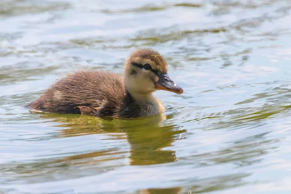 Mallard Duck Baba Vízfelszínen Kiskacsák Úszás — Stock Fotó