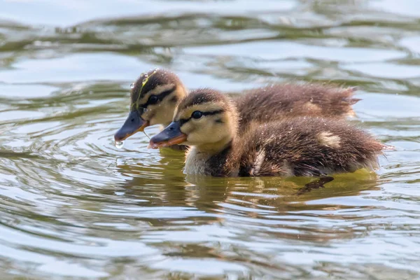 Bing Piscina Mallard Duck Bebês Superfície Água — Fotografia de Stock