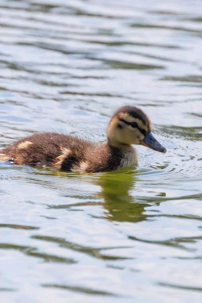 Mallard Duck Vauva Veden Pinnalla Ankat Uinti — kuvapankkivalokuva