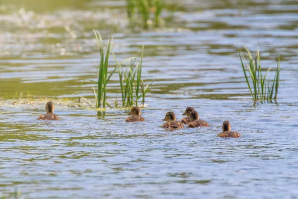 Ducklings Swimming Mallard Duck Babies Water Surface — Stock Photo, Image