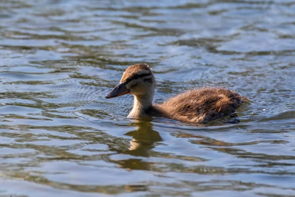 Mallard Πάπια Μωρό Στην Επιφάνεια Του Νερού Παπάκια Κολύμβηση — Φωτογραφία Αρχείου